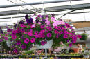 hanging_basket17.jpg (137561 bytes)