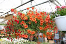 hanging_basket18.jpg (169681 bytes)